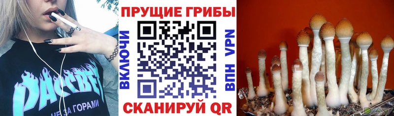 Галлюциногенные грибы Psilocybe маркетплейс официальный сайт Грайворон